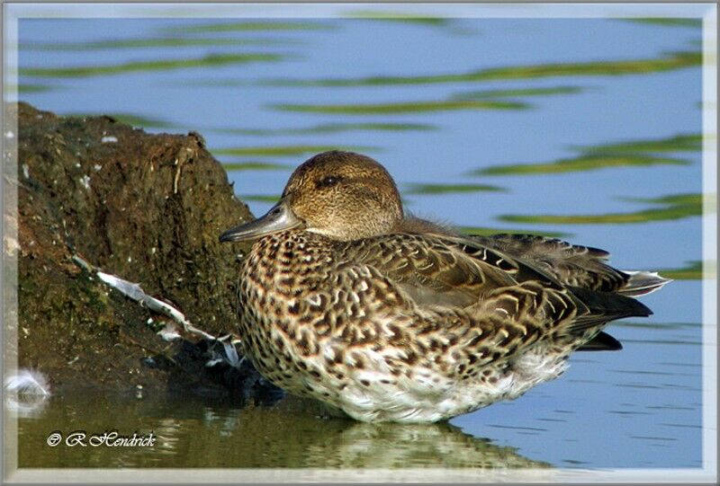 Eurasian Teal