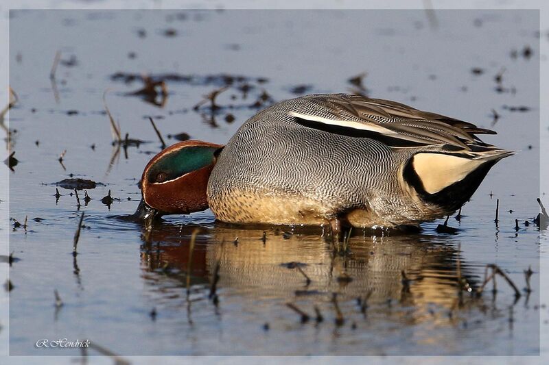 Eurasian Teal