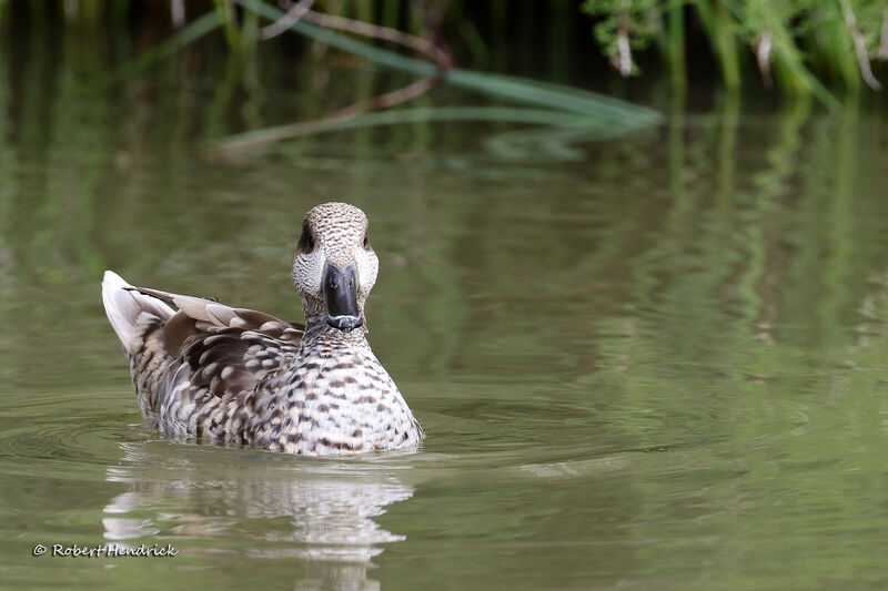 Marbled Duck