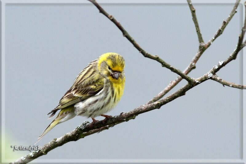 European Serin