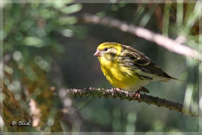 European Serin