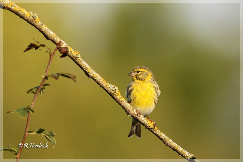 Serin cini