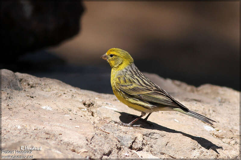 Atlantic Canary male adult, identification