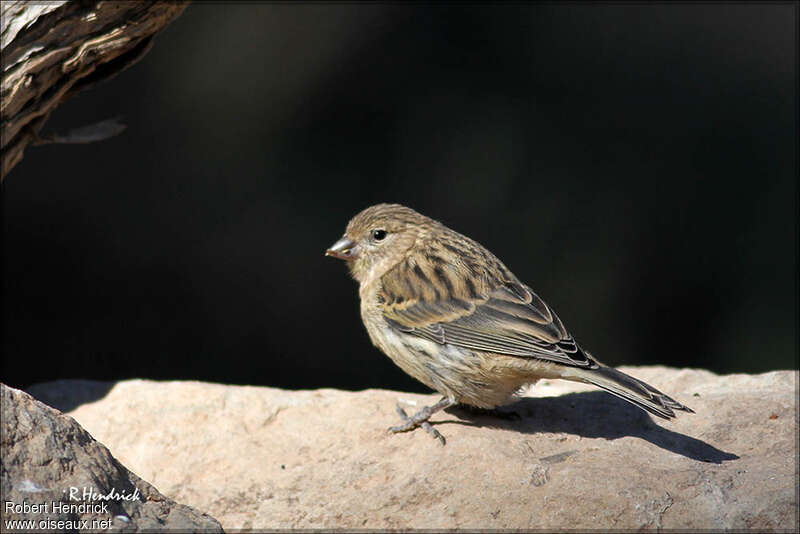 Serin des Canariesjuvénile, identification