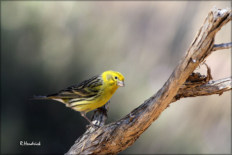 Serin des Canaries