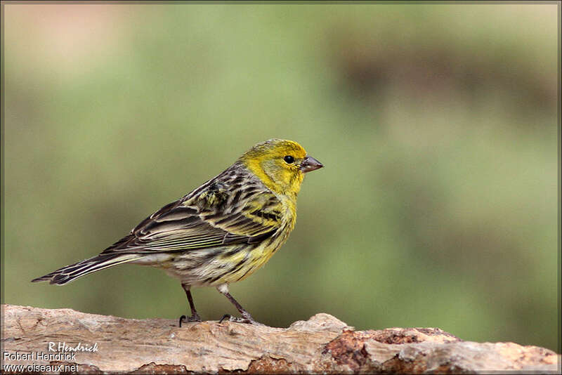 Atlantic Canaryadult, identification