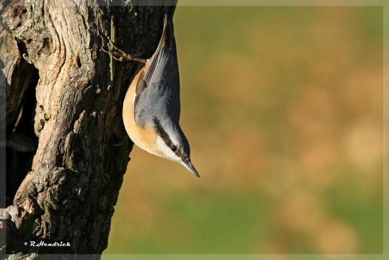 Eurasian Nuthatch