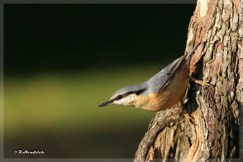 Eurasian Nuthatch