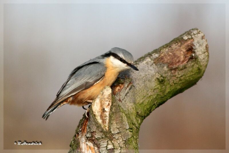 Eurasian Nuthatch