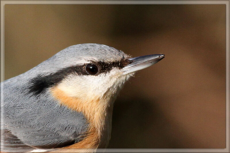 Eurasian Nuthatch