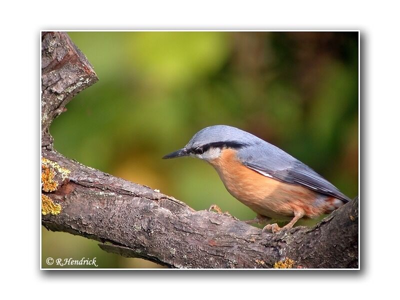 Eurasian Nuthatch