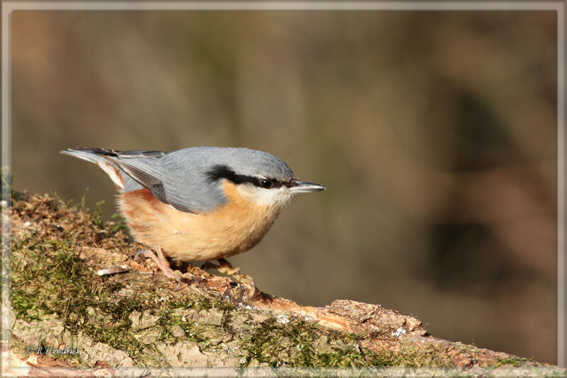 Eurasian Nuthatch