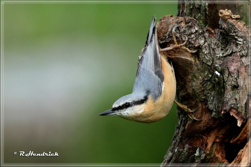 Eurasian Nuthatch