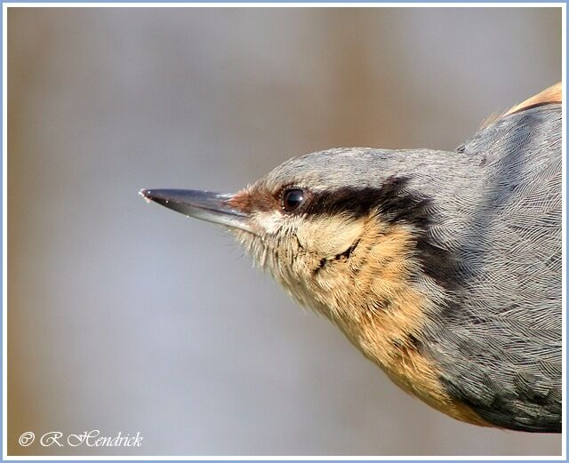 Eurasian Nuthatch