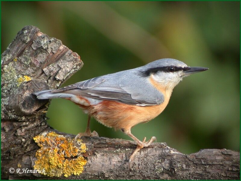 Eurasian Nuthatch