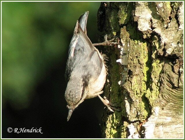 Eurasian Nuthatch