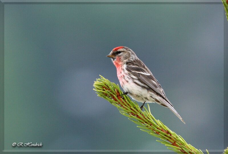 Common Redpoll