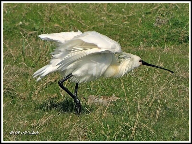 Eurasian Spoonbill