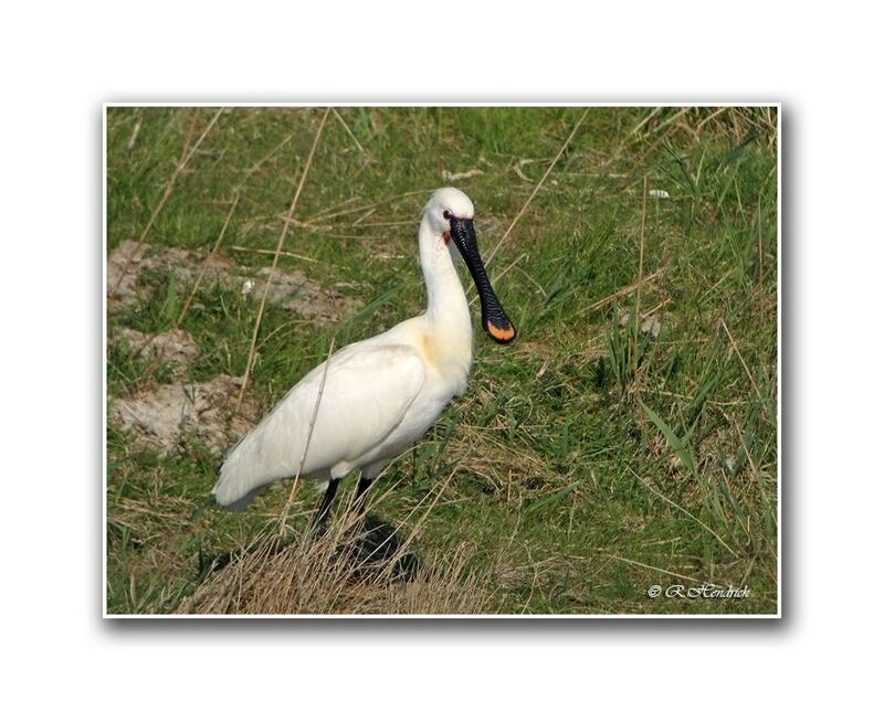 Eurasian Spoonbill