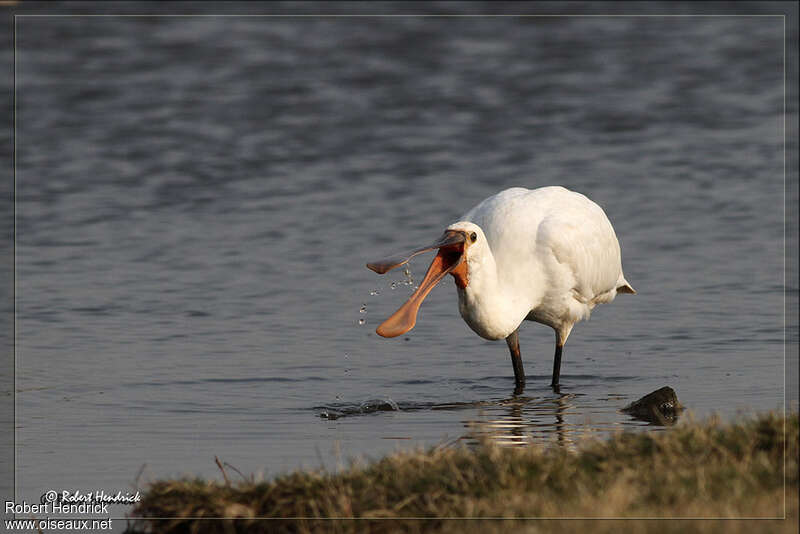 Eurasian Spoonbilladult, drinks