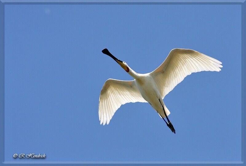 Eurasian Spoonbill