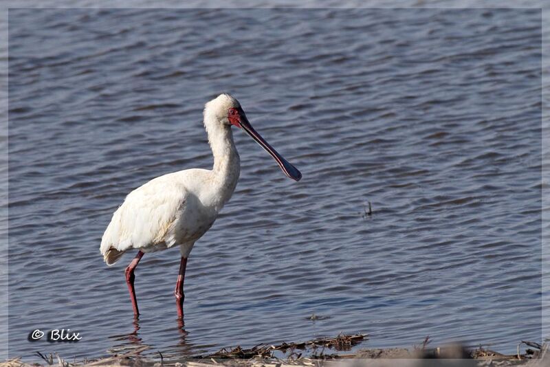 African Spoonbill