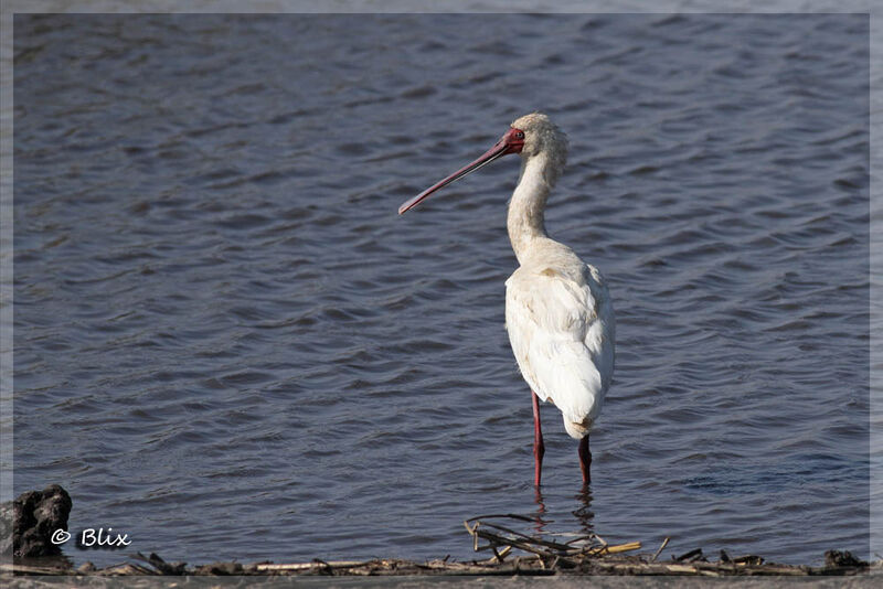 African Spoonbill