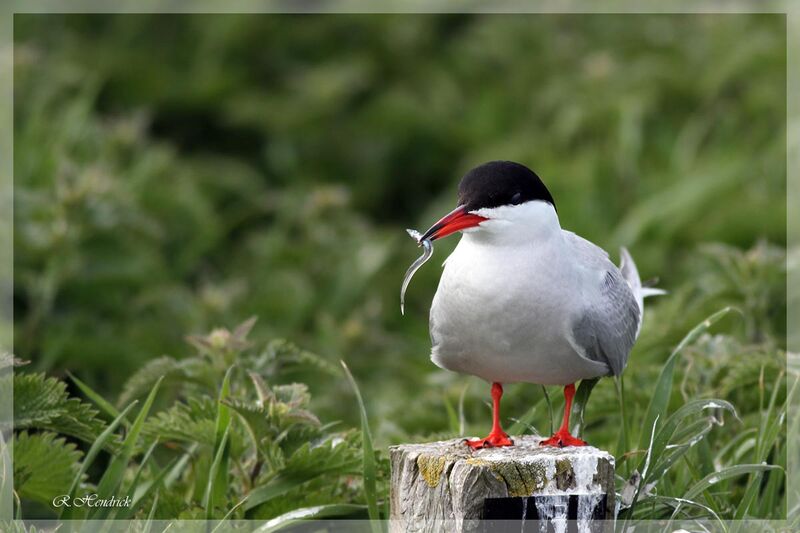 Arctic Tern