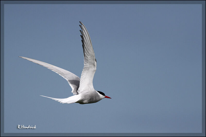 Arctic Tern