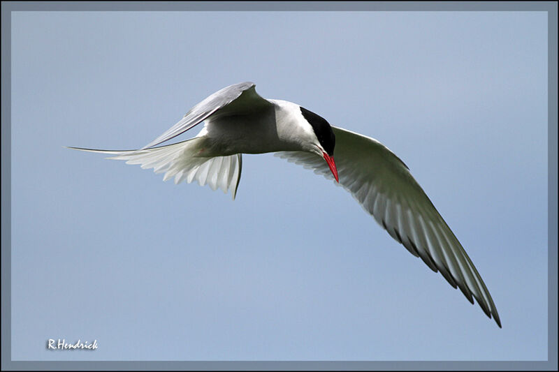 Arctic Tern