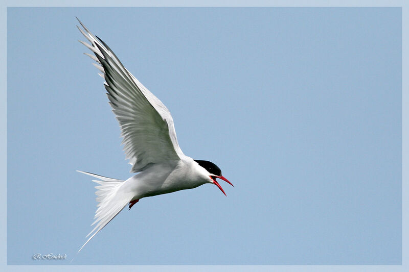 Arctic Tern