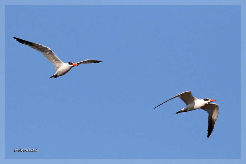 Caspian Tern