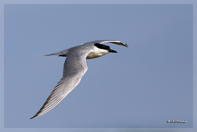 Gull-billed Tern