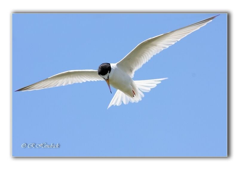 Little Tern