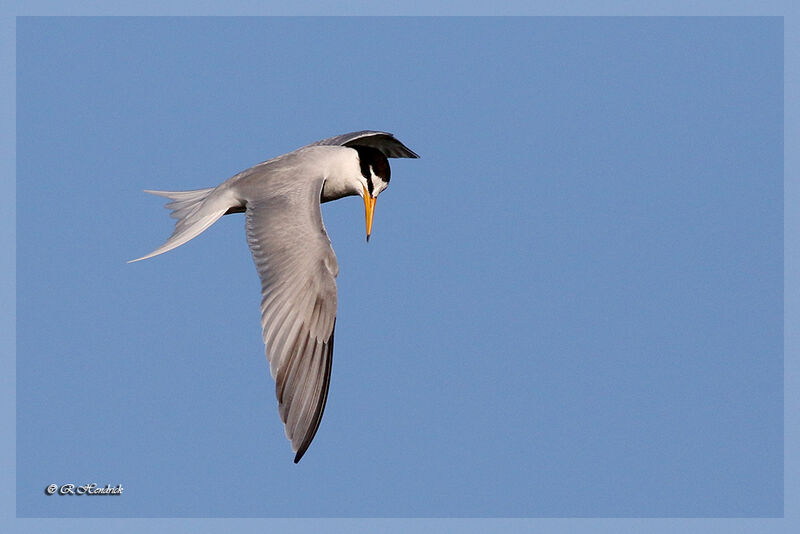 Little Tern