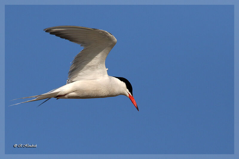 Common Tern