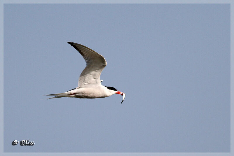 Common Tern