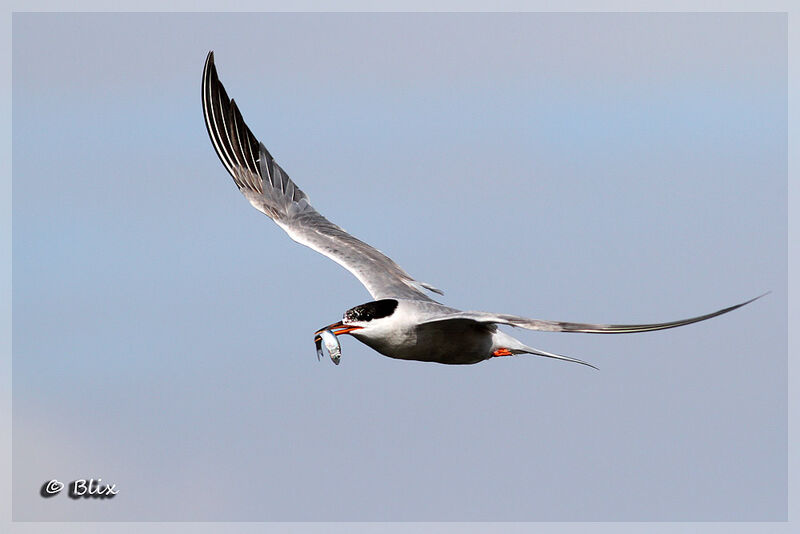 Common Tern