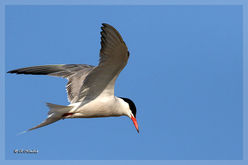 Common Tern