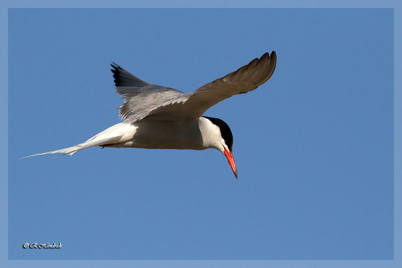 Common Tern