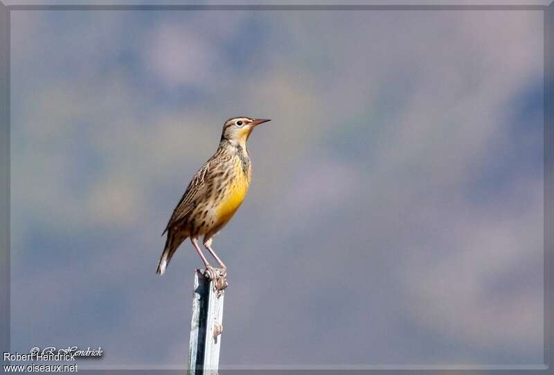 Sturnelle de l'Ouest, identification