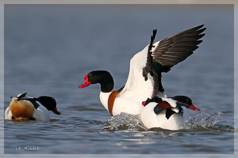 Common Shelduck