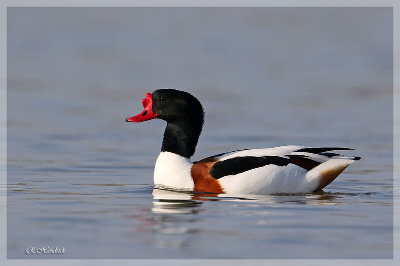 Common Shelduck