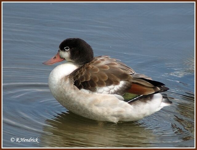 Common Shelduck