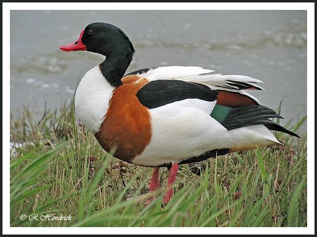 Common Shelduck