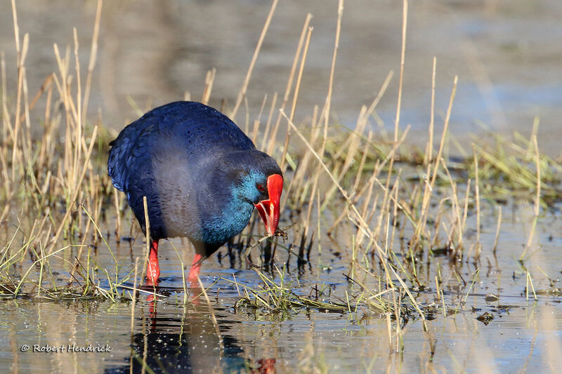 Western Swamphen