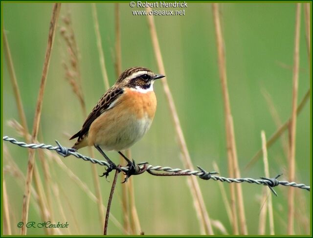 Whinchat