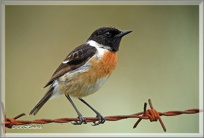 European Stonechat