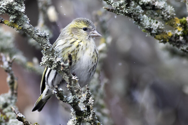 Eurasian Siskin