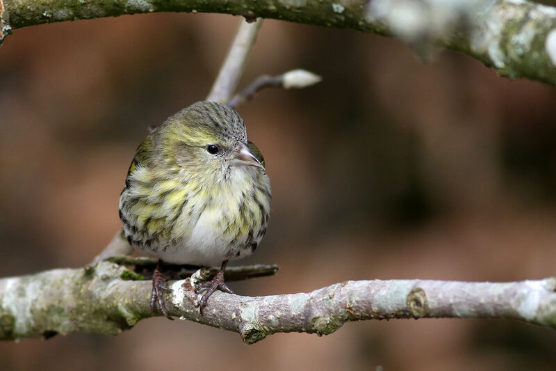 Eurasian Siskin